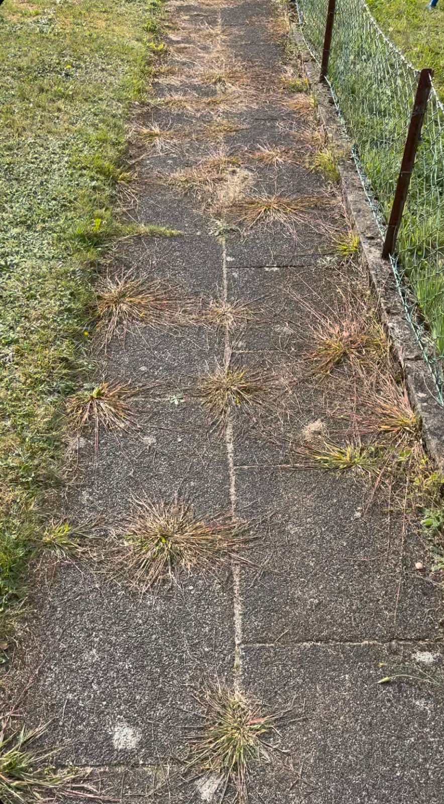Plattenweg vor der Reinigung, aus fast jeder Fuge wachsen Grasbüschel, die Platten sind dunkel und verschmutzt