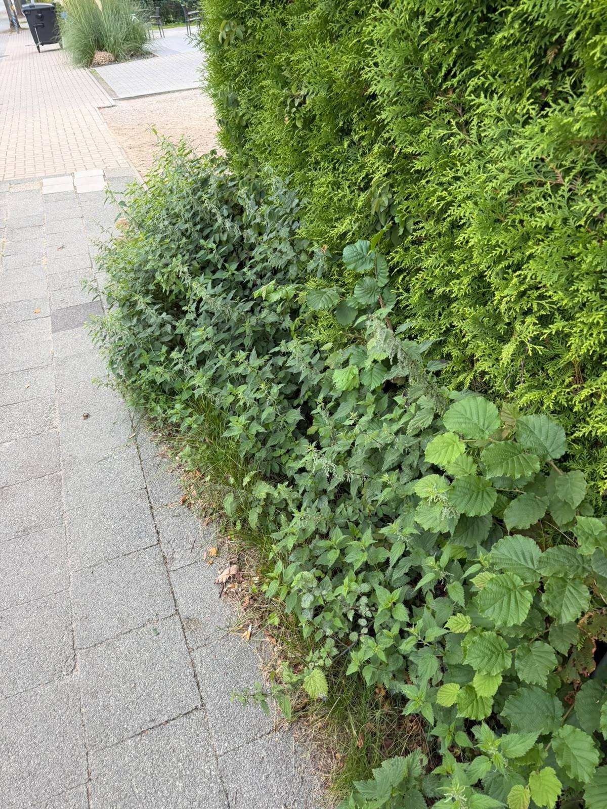 Randstreifen zwischen Gehweg und Hecke vor der Arbeit, überwuchert von Brennnesseln und Wildwuchs
