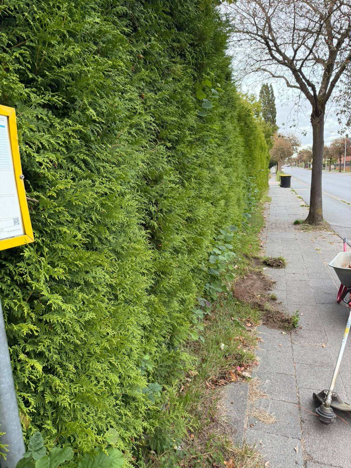 Gehweg entlang einer langen Hecke vor der Arbeit, Gras und Wildkräuter wachsen auf die Platten